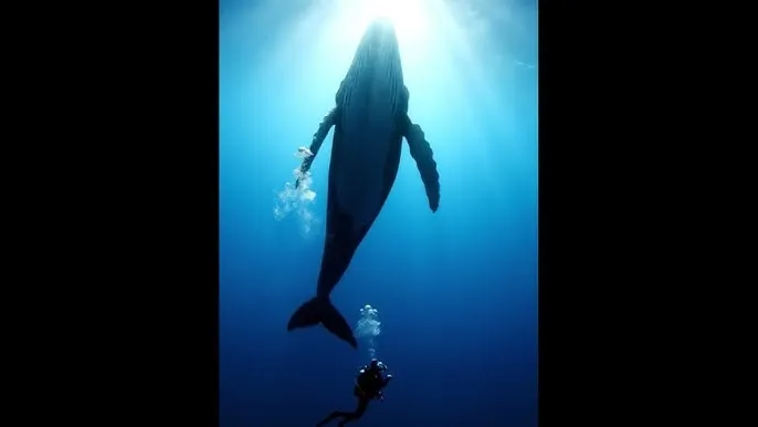 上海王全集 - 深蓝星球：探索海洋深处的未知世界